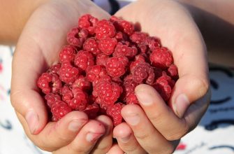 Raspberry