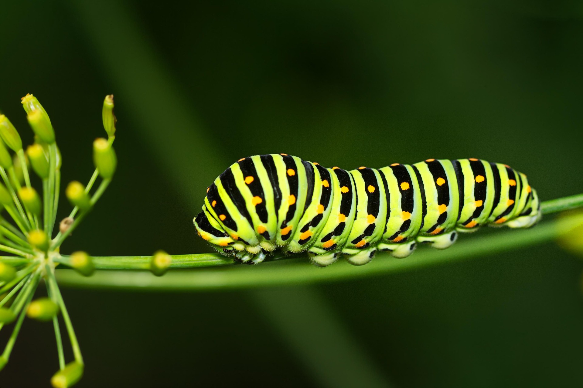 Caterpillar