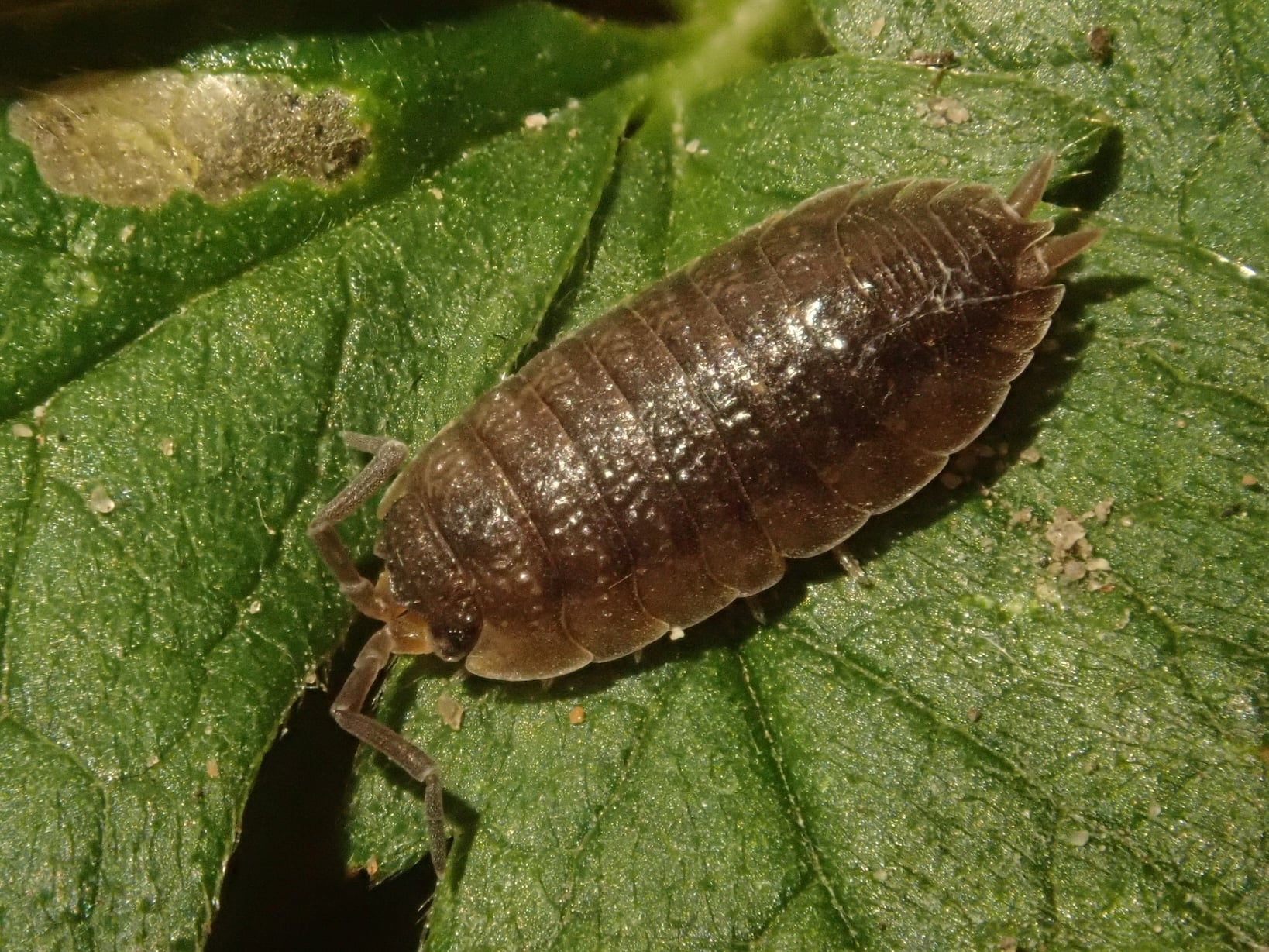 Porcellio scaber