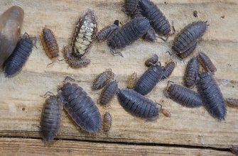 Porcellio scaber