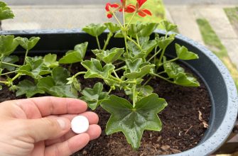 Geranium