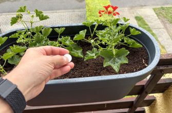 Geranium