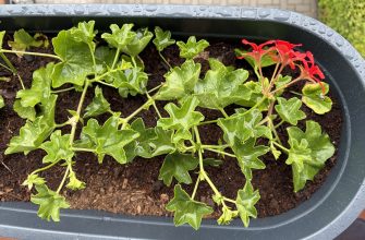 Geranium