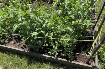 Plant support