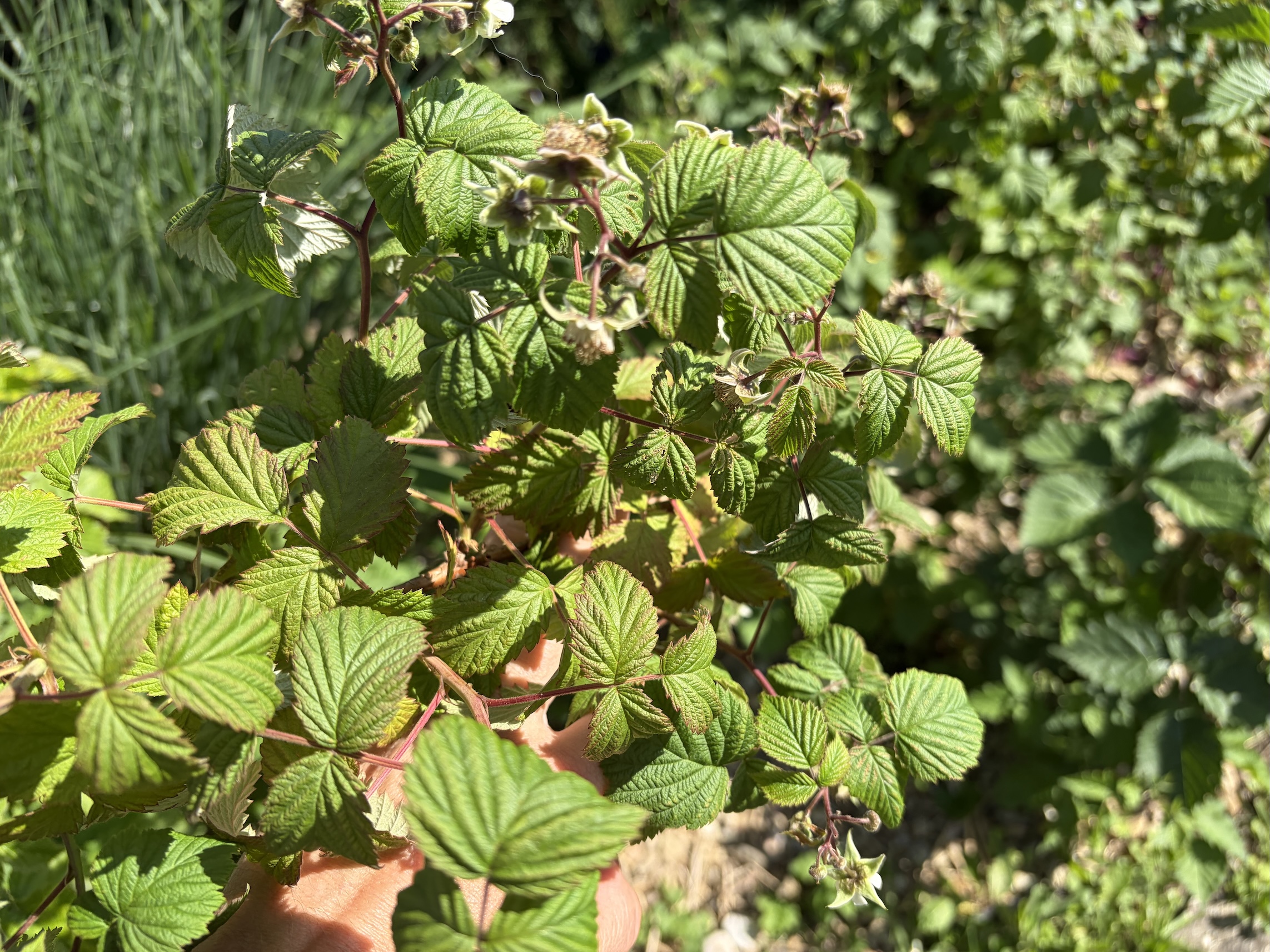Raspberry