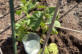 Cucumber and milk