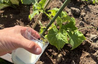 Cucumber and milk