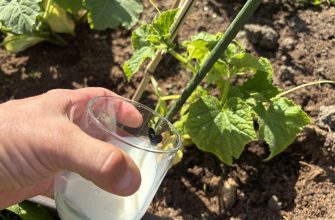 Cucumber and milk