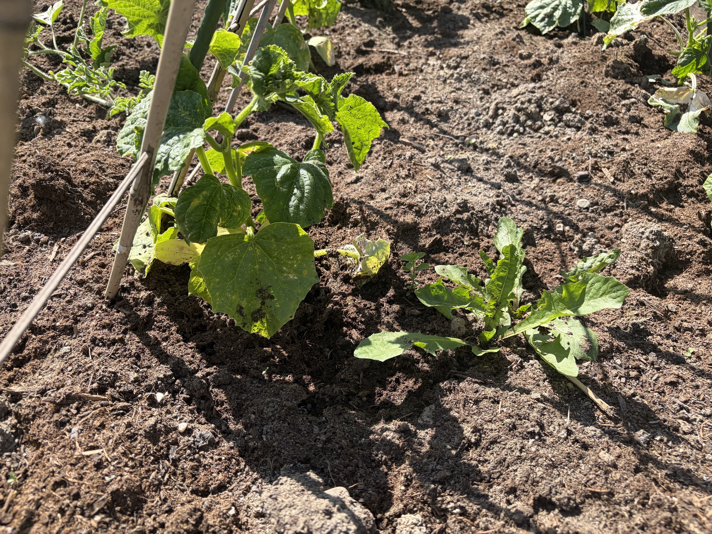 Cucumber