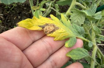 Brown leaves tomatoes