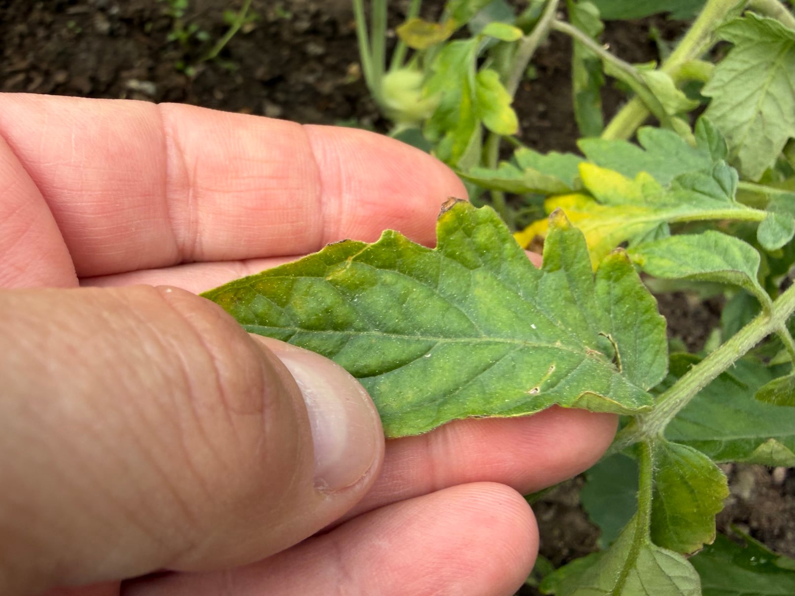 Brown leaves tomatoes