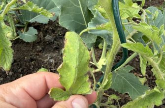 Brown leaves tomatoes