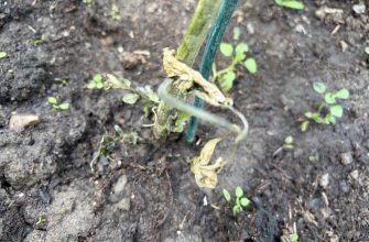 Brown leaves tomatoes