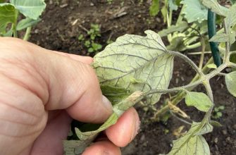 Brown leaves tomatoes