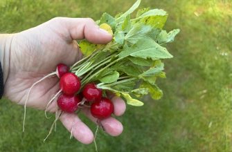 Radishes
