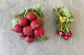 Radishes
