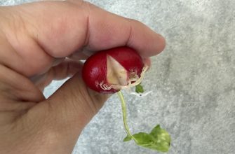 Radishes