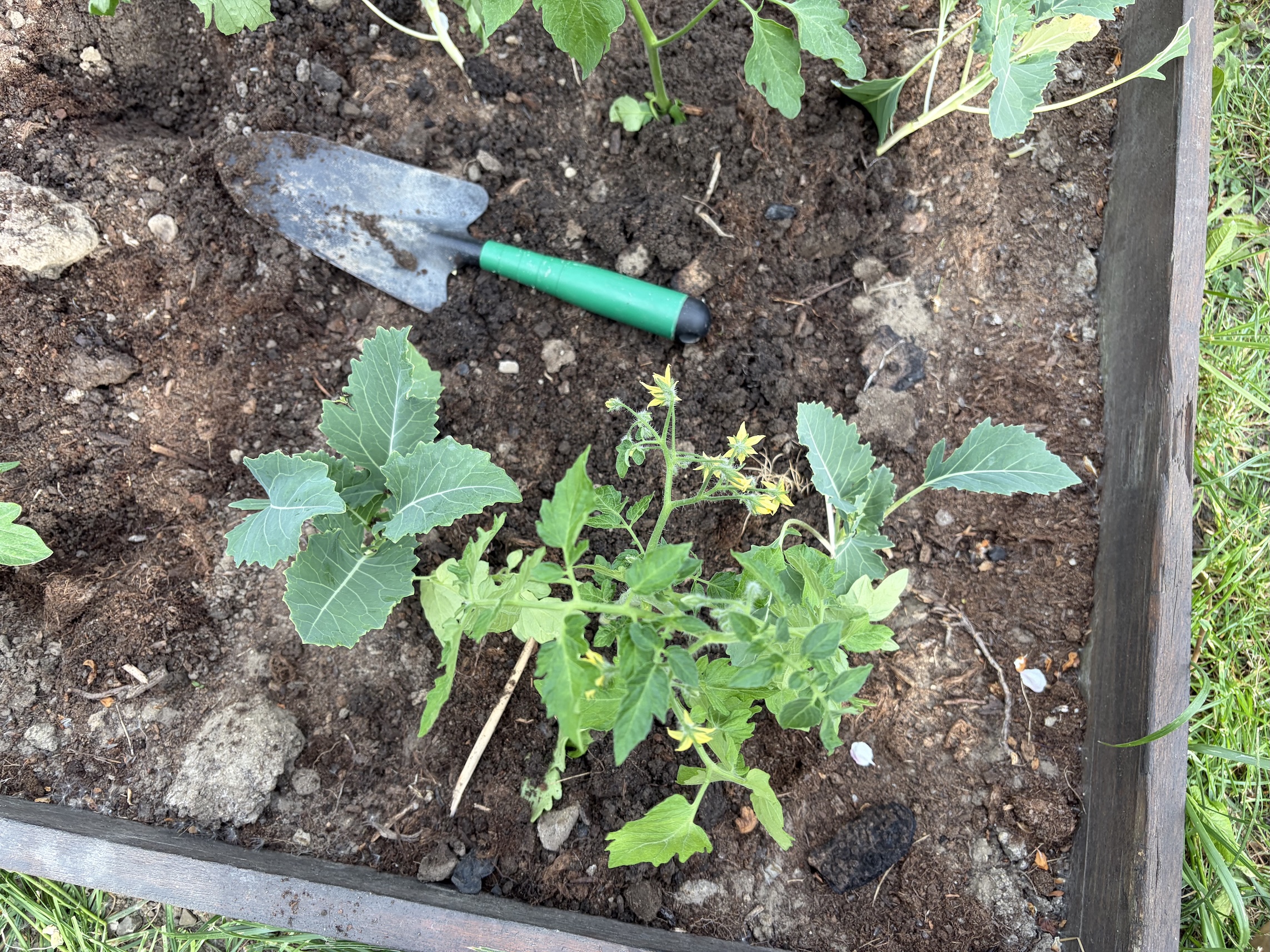 Tomatoes