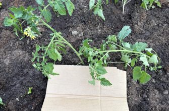 Tomatoes