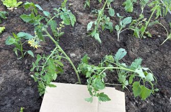 Tomatoes