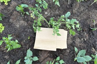 Tomatoes