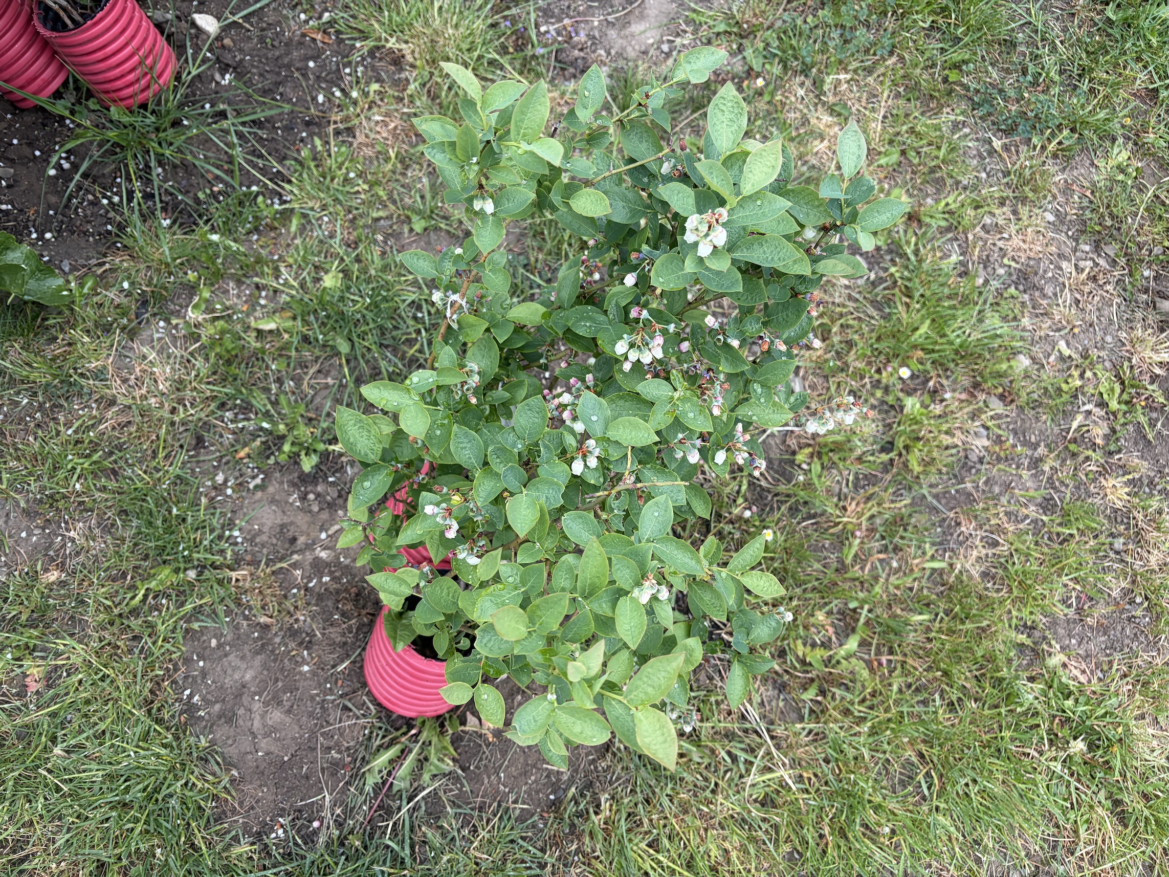Canadian blueberries