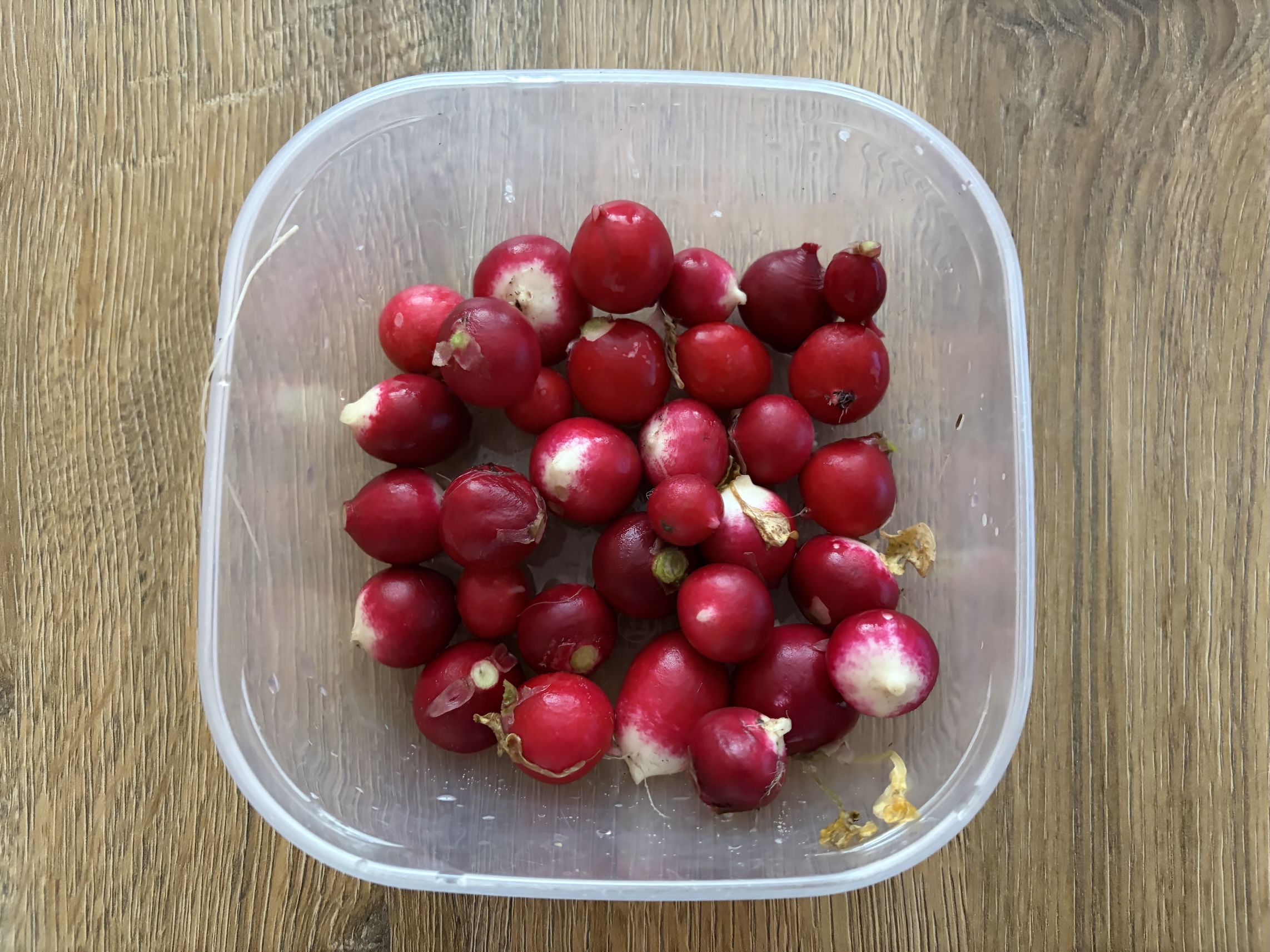 Radishes