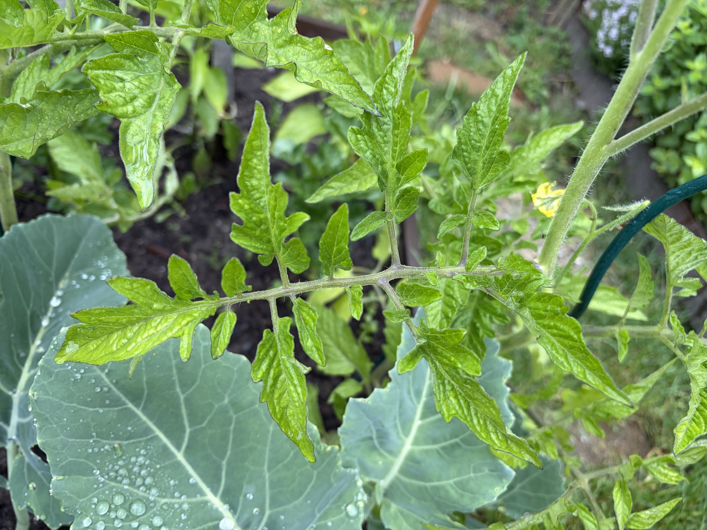 Normal tomato leaves