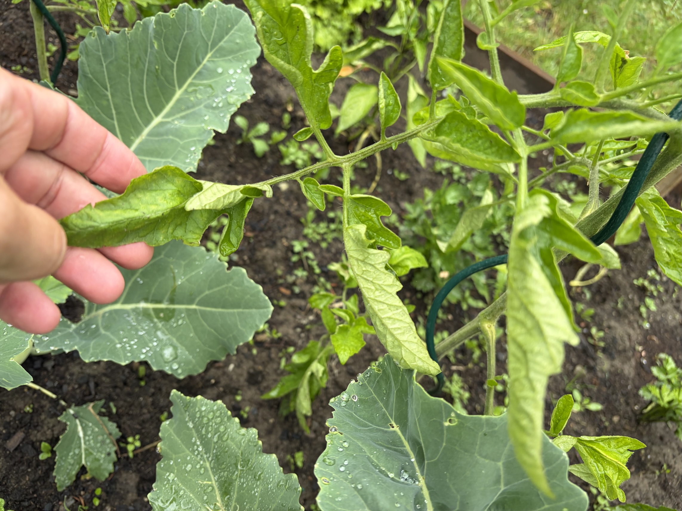Tomato leaves curling