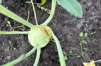 Cracked kohlrabi