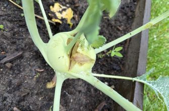 Cracked kohlrabi