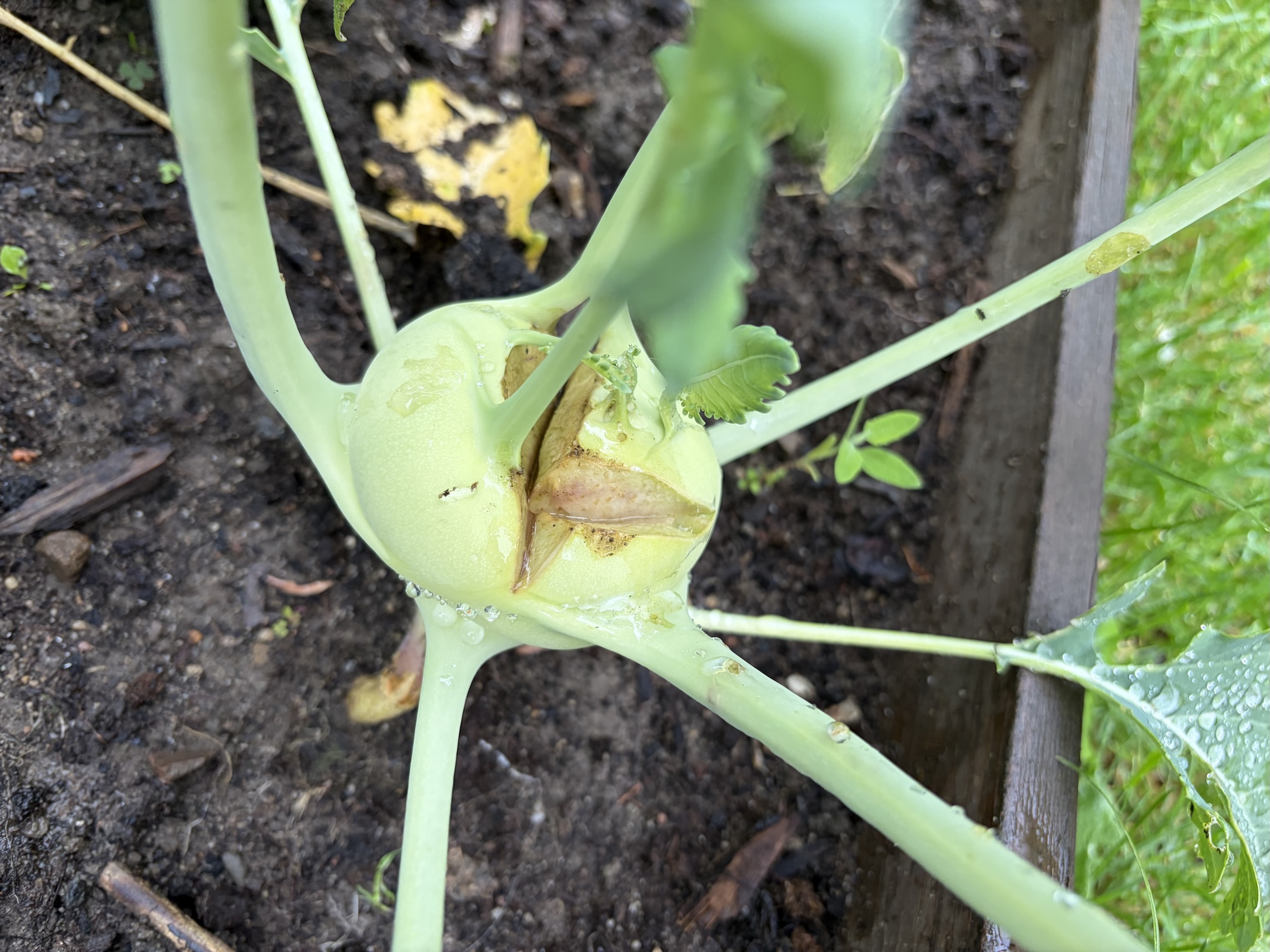Cracked kohlrabi