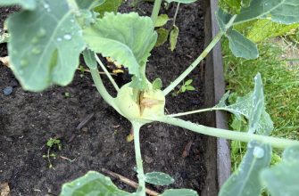 Cracked kohlrabi