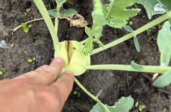Cracked kohlrabi