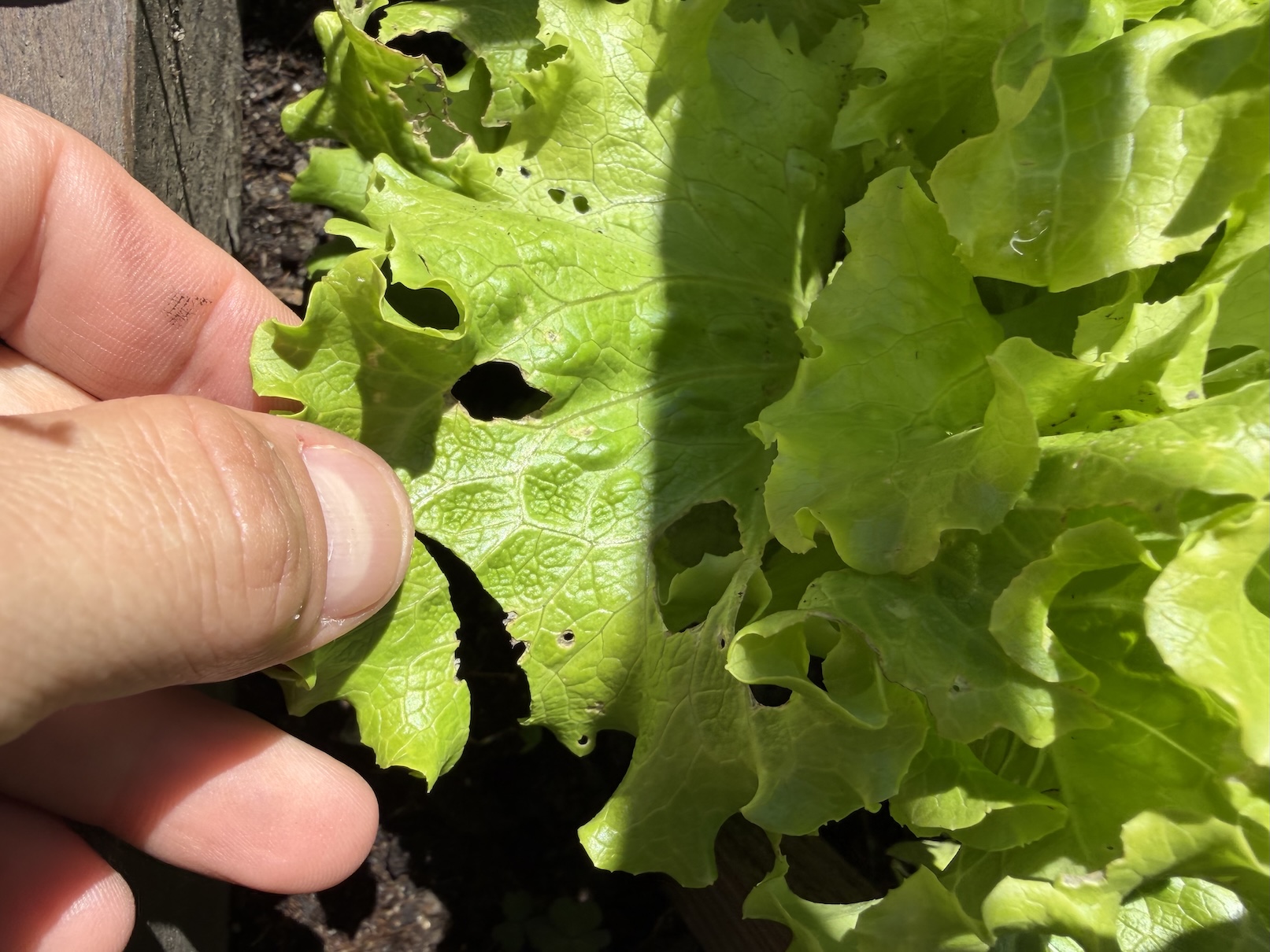 Lettuce