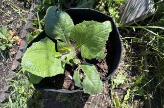 Green squash plant leaves in a black pot with soil, in a garden setting. First-person alt text emphasizes the plant’s container and surrounding garden.]