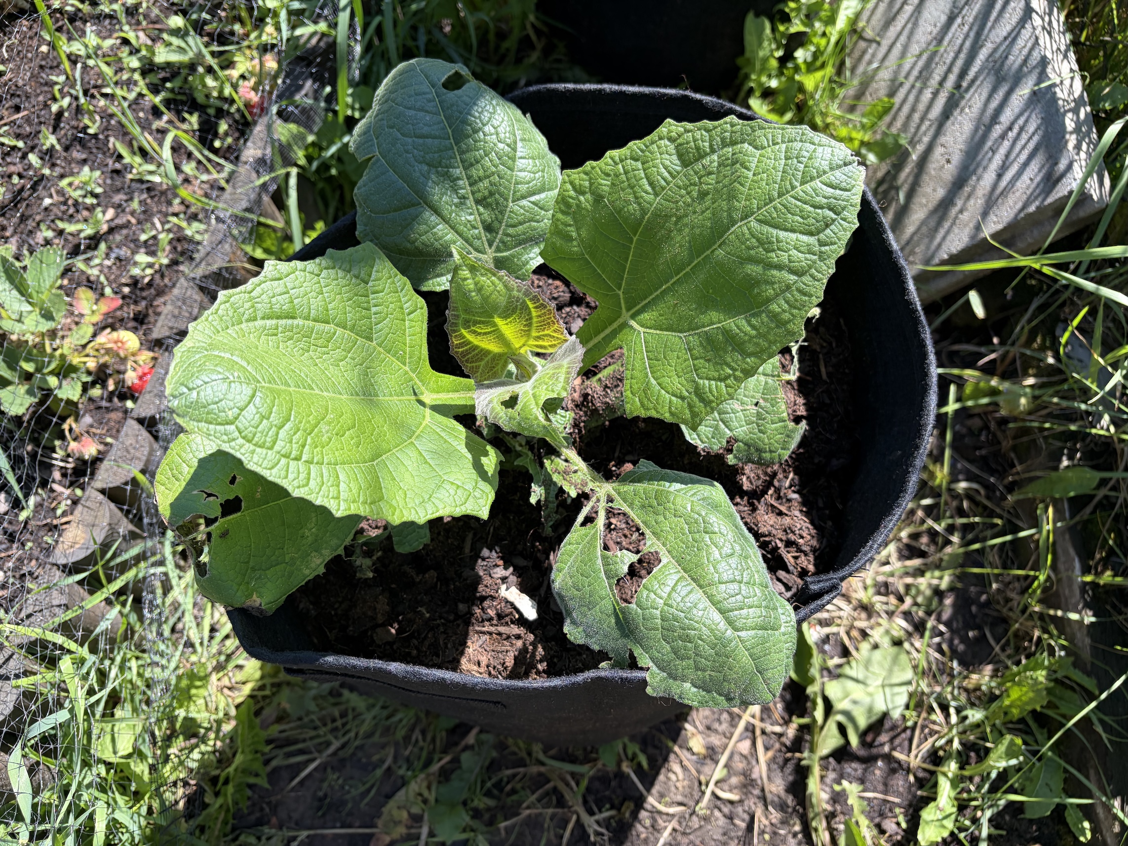 Batatas