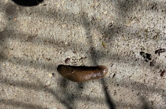 Slugs