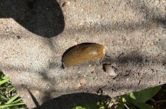 Slugs