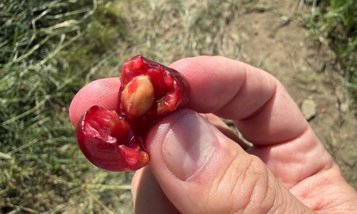 Wormy cherries