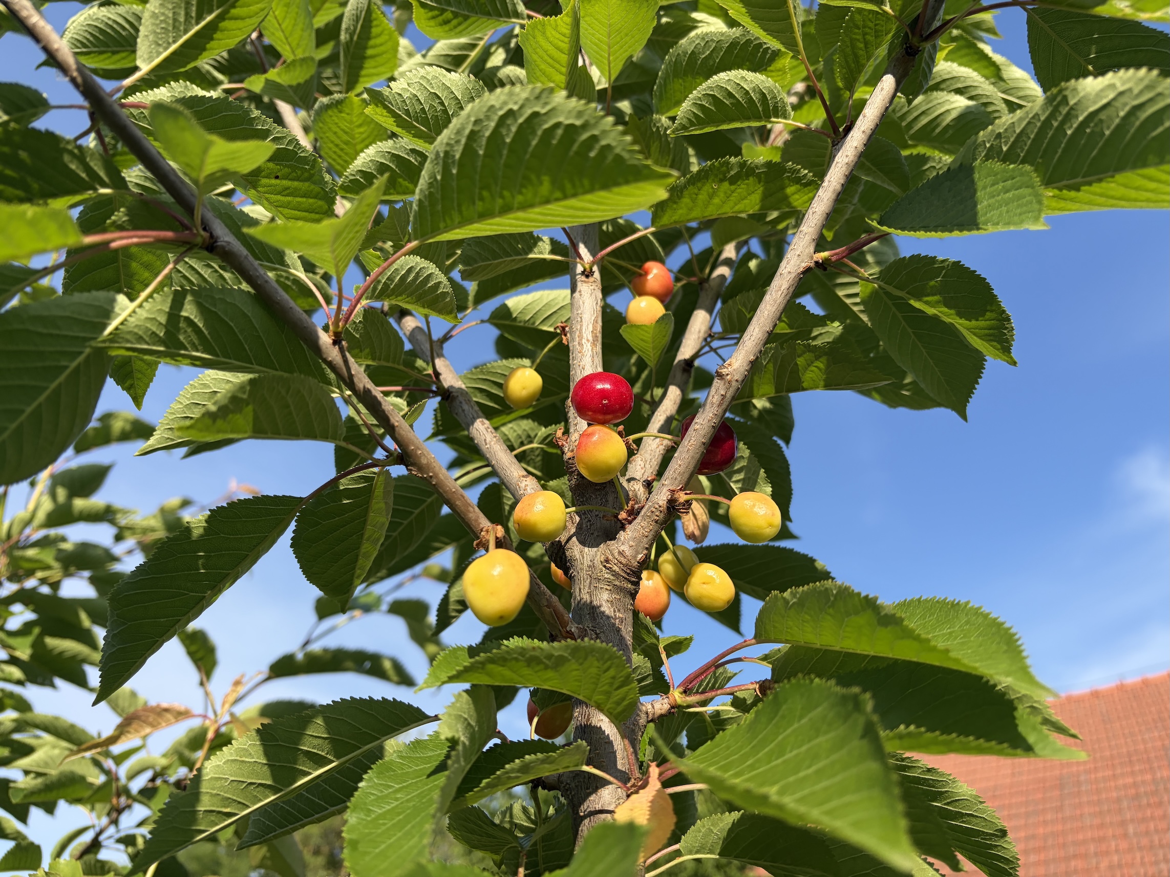 Cherries
