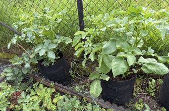Potato plants growing in black fabric pots beside a chain-link fence in a garden.