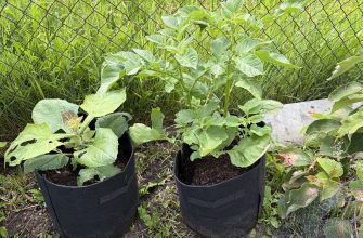 Potatoes in bags