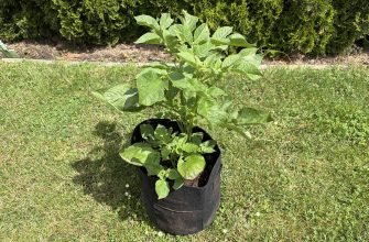 Potatoes in bags