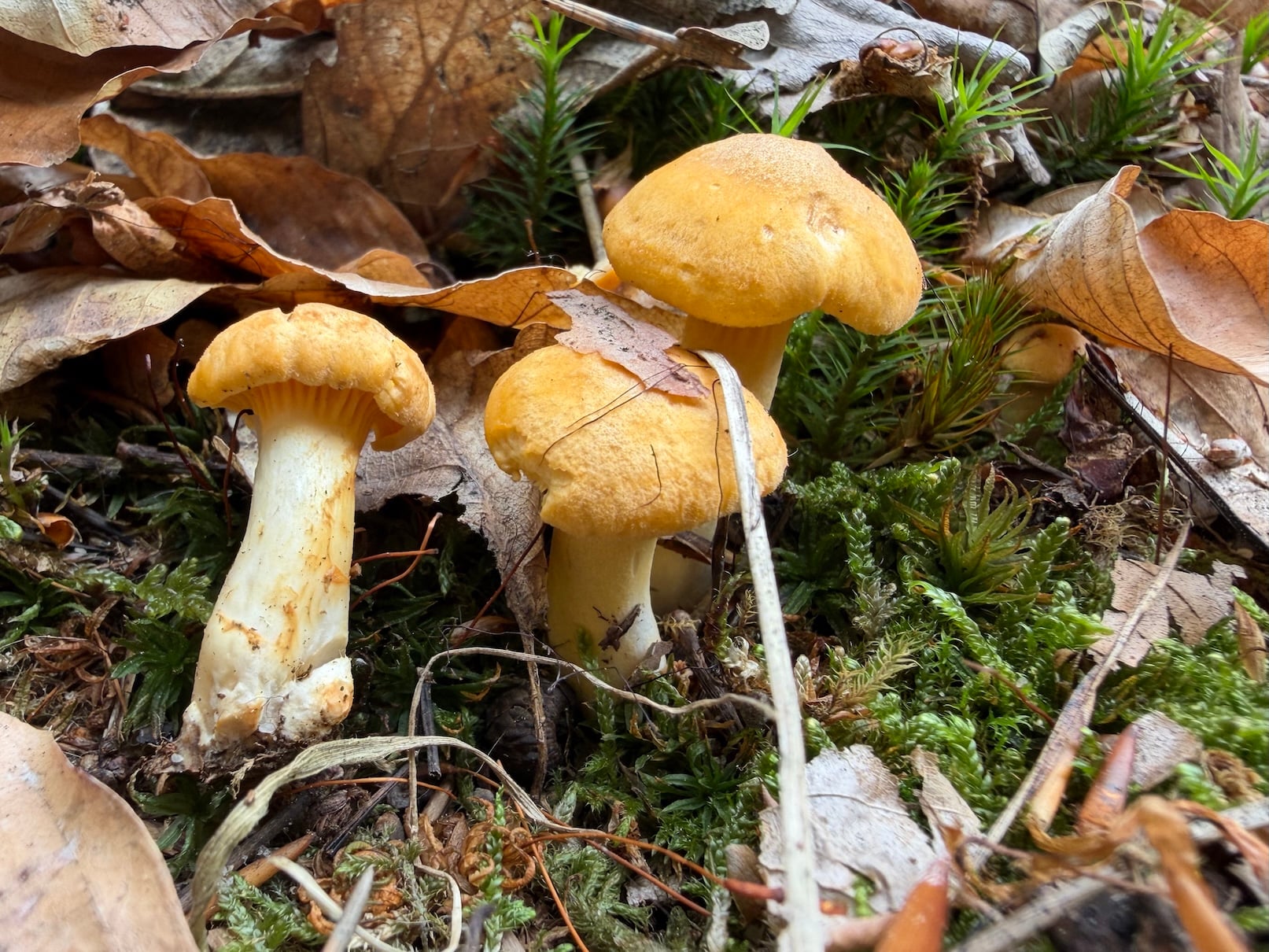 Chanterelles