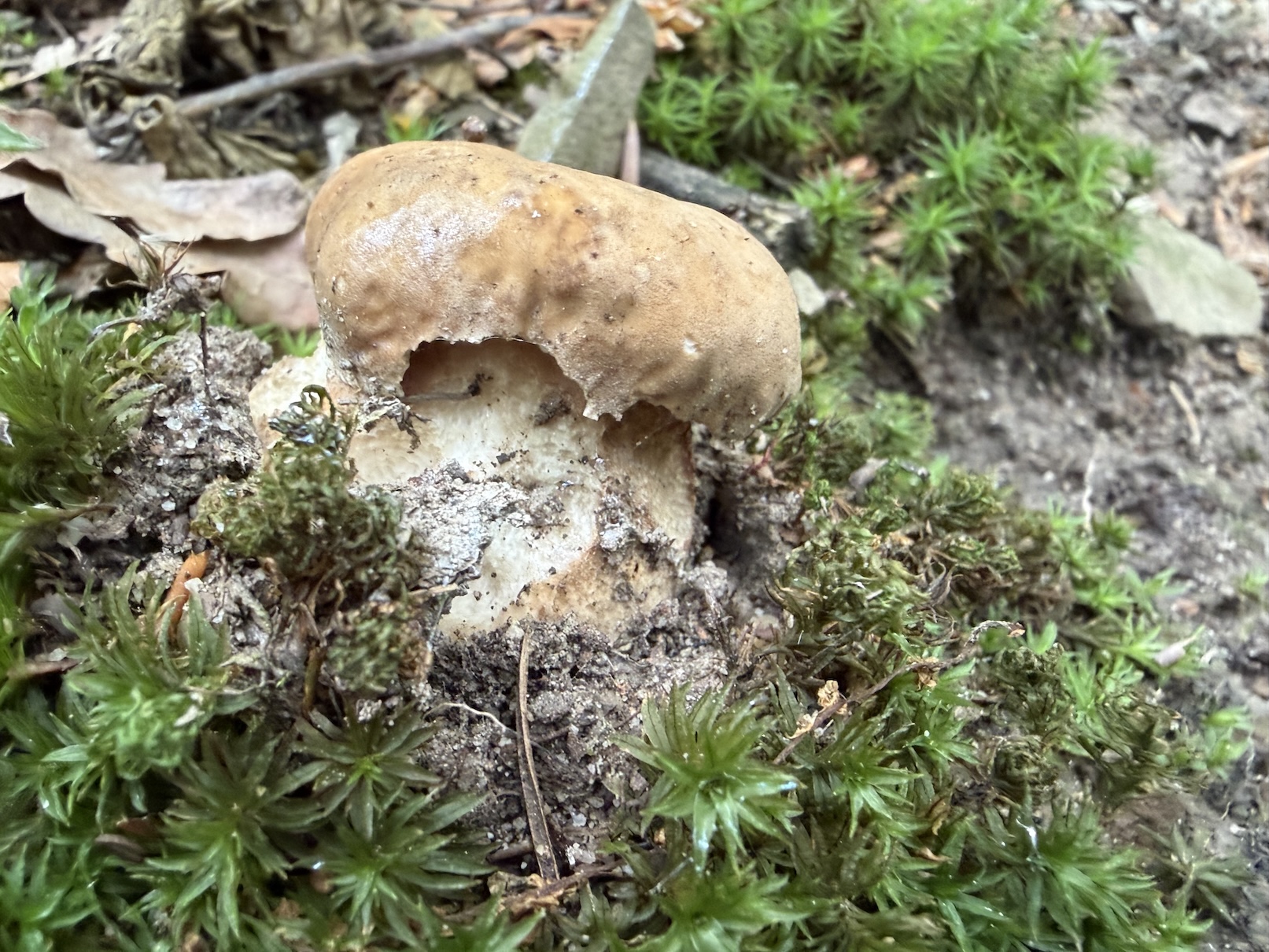oak bolete