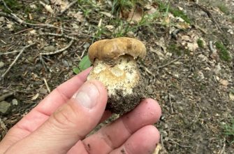 oak bolete