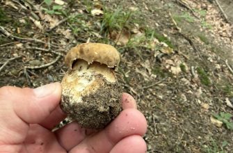 Worm-infested mushrooms