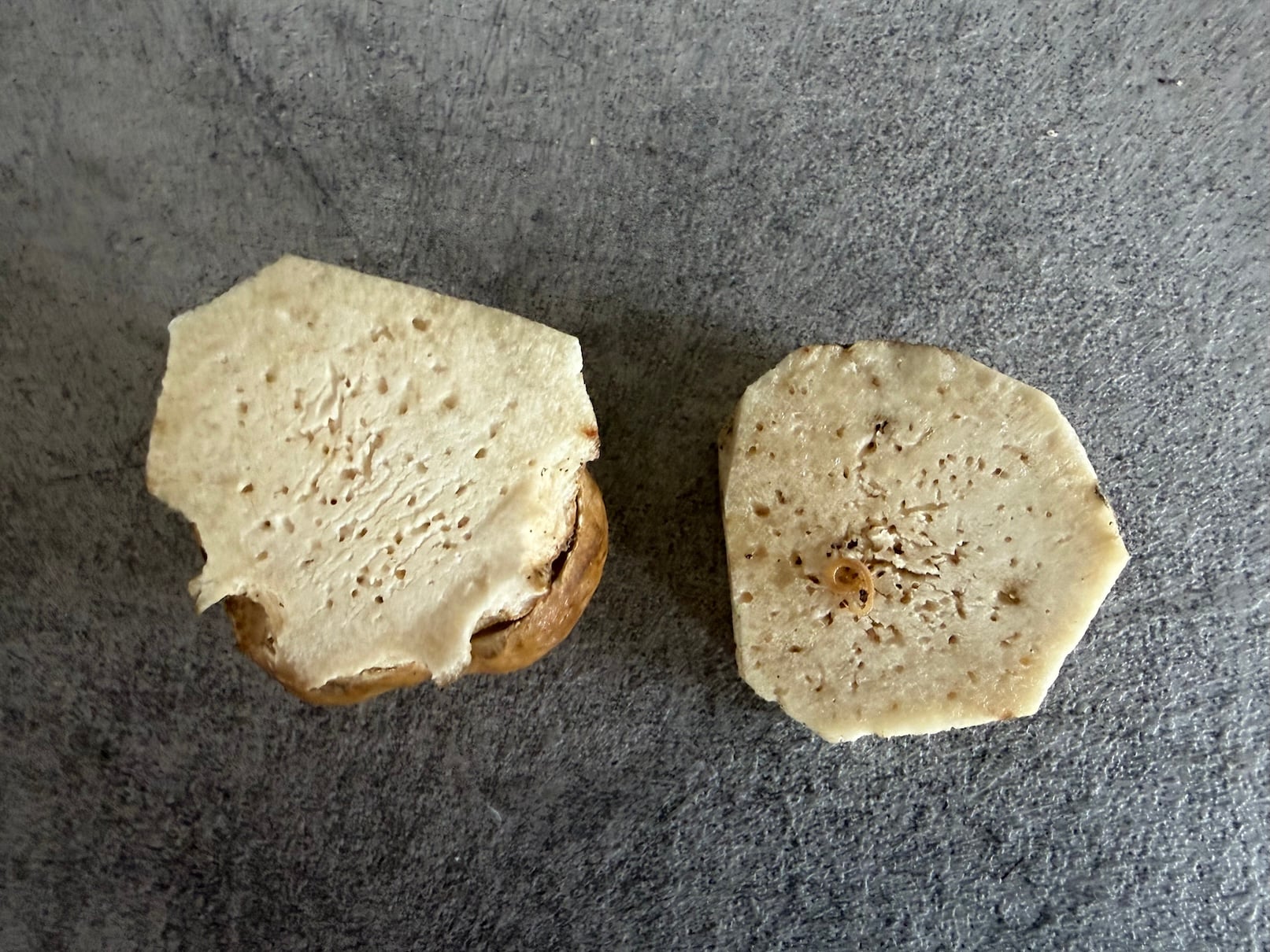 Worm-infested mushrooms