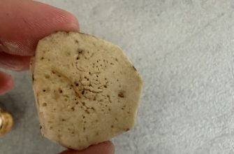 Worm-infested mushrooms